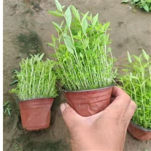 水生植物千屈菜 挺水植物