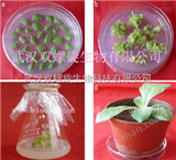 煙草基因轉(zhuǎn)化技術(shù)服務(wù)