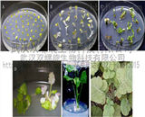 油菜遺傳轉(zhuǎn)化服務(wù)