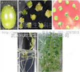 馬鈴薯遺傳基因轉(zhuǎn)化