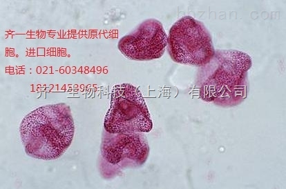 小鼠正常肝细胞nctc