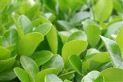 《上海市節(jié)約用水條例》全文公布！