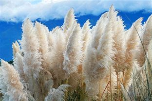 全文｜上海市氮氧化物和挥发性有机物排污权核定技术规范