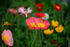 AI建議你：過綠色環(huán)保春節(jié) 讓傳統(tǒng)煥發(fā)新生