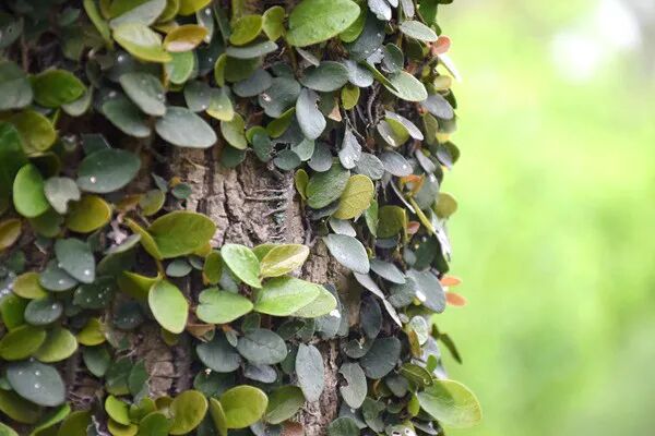 京津冀環(huán)境治理重大專項(xiàng)季度調(diào)度會(huì)圓滿舉行