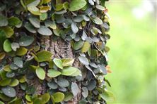 歸母凈利潤(rùn)同比增長(zhǎng)34%，龍凈“環(huán)保＋新能源”戰(zhàn)略轉(zhuǎn)型碩果盈枝